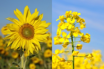 Slunečnice versus řepka